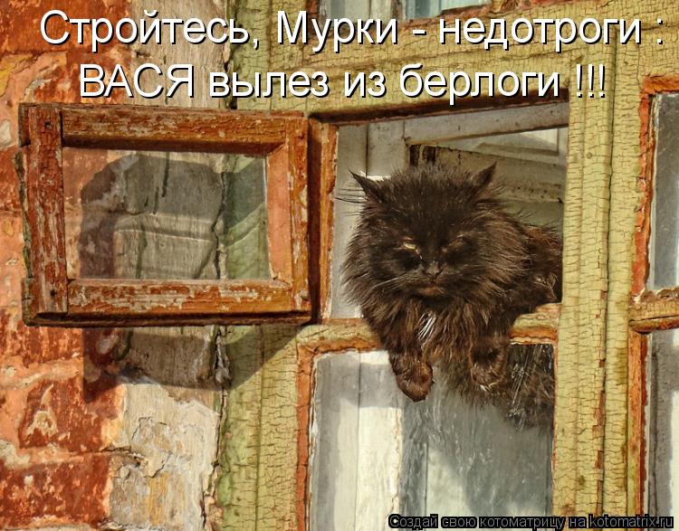 Стройтесь, Мурки - недотроги : ВАСЯ вылез из берлоги !!!... Котоматрица: Стройтесь, Мурки - недотроги : ВАСЯ вылез из берлоги !!!