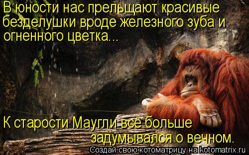 Котоматрица: В юности нас прельщают красивые  безделушки вроде железного зуба и  огненного цветка... К старости Маугли всё больше  задумывался о вечном.