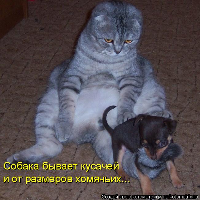 Собака бывает кусачей и от размеров хомячьих...... Котоматрица: Собака бывает кусачей и от размеров хомячьих...