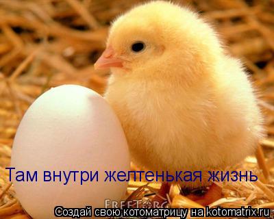 Котоматрица: Там внутри желтенькая жизнь