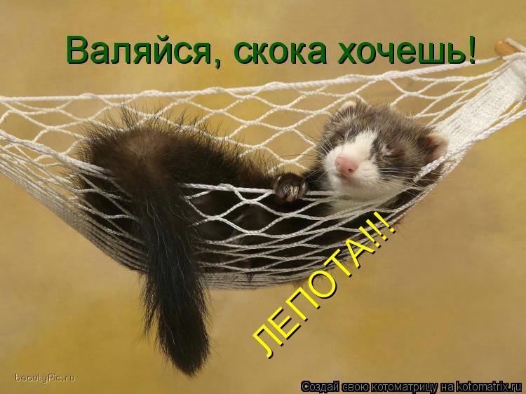 Котоматрица: ЛЕПОТА!!! Валяйся, скока хочешь!