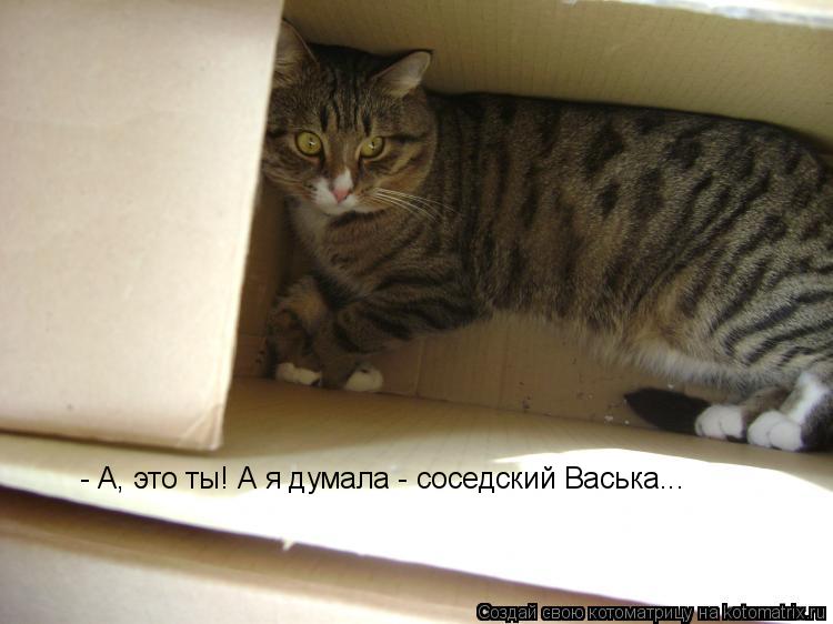 Котоматрица: - А, это ты! А я думала - соседский Васька...
