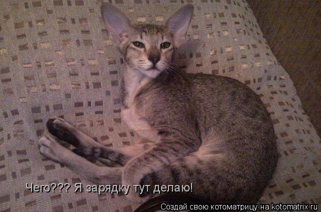 Котоматрица: Чего??? Я зарядку тут делаю!