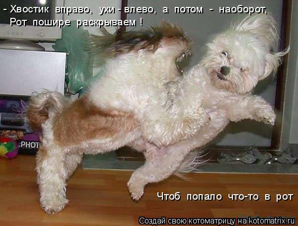 - Хвостик вправо, ухи - влево, а потом - наоборот, Рот пошире раскрываем ! Чтоб попало чт... Котоматрица: - Хвостик вправо, ухи - влево, а потом - наоборот, Рот пошире раскрываем ! Чтоб попало что-то в рот !