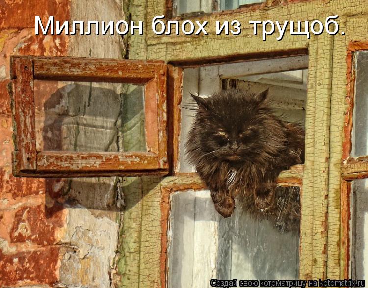 Миллион блох из трущоб.... Котоматрица: Миллион блох из трущоб.