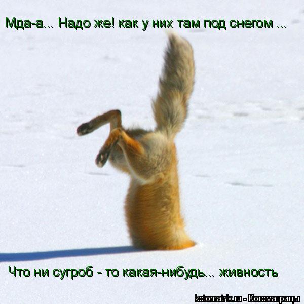 Мда-а... Надо же! как у них там под снегом ... Что ни сугроб - то какая-нибудь... живность... Котоматрица: Мда-а... Надо же! как у них там под снегом ... Что ни сугроб - то какая-нибудь... живность