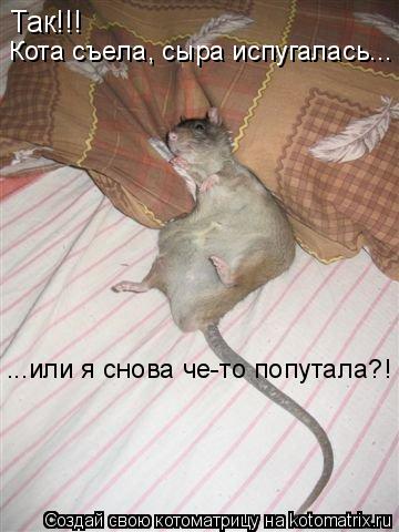 Так!!! Кота съела, сыра испугалась... ...или я снова че-то попутала?!... Котоматрица: Так!!! Кота съела, сыра испугалась... ...или я снова че-то попутала?!