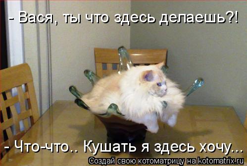 Котоматрица: - Вася, ты что здесь делаешь?! - Что-что.. Кушать я здесь хочу...