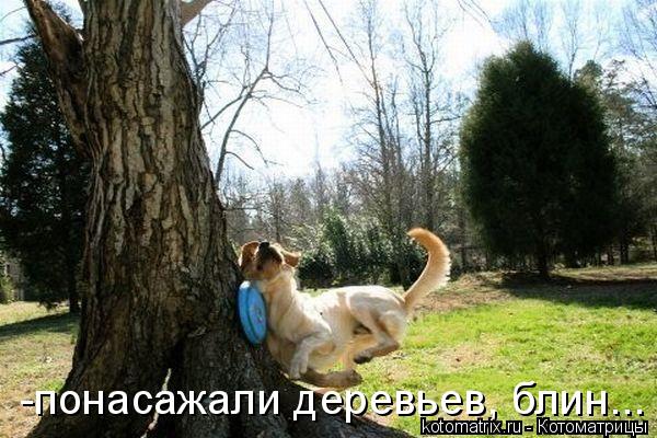 -понасажали деревьев, блин...... Котоматрица: -понасажали деревьев, блин...