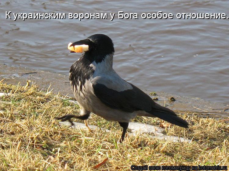 К украинским воронам у Бога особое отношение.... Котоматрица: К украинским воронам у Бога особое отношение.