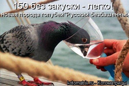 Котоматрица: 150 без закуски - легко! новая порода голубей"Русский безбашенный"