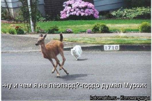 -ну и чем я не леопард?-гордо думал Мурзик... Котоматрица: -ну и чем я не леопард?-гордо думал Мурзик
