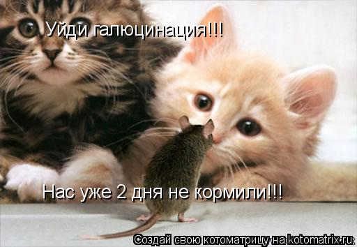 Котоматрица: Уйди галюцинация!!! Нас уже 2 дня не кормили!!!