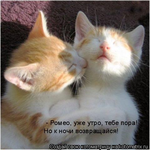 Котоматрица: - Ромео, уже утро, тебе пора!  Но к ночи возвращайся!