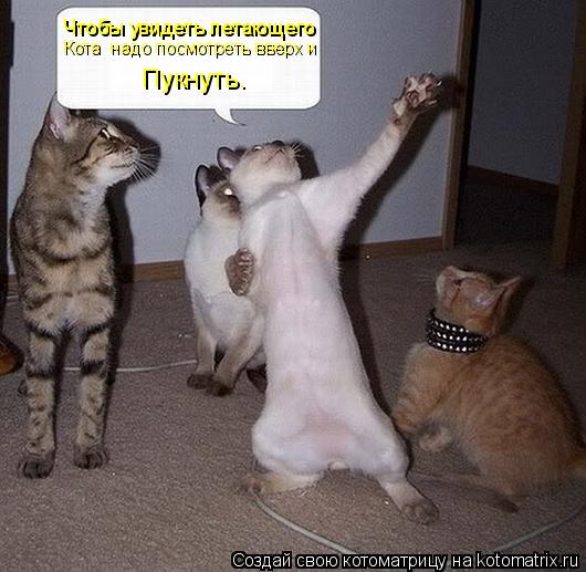 Котоматрица: Чтобы увидеть летающего Кота  надо посмотреть вверх и Пукнуть.