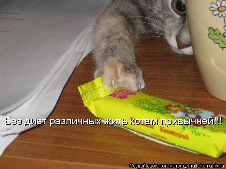 Котоматрица: Без диет различных жить котам привычней!!!