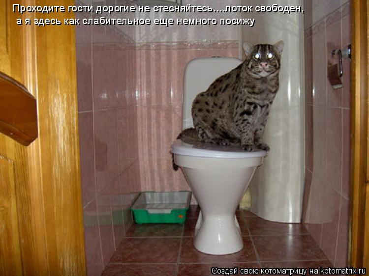 Котоматрица: Проходите гости дорогие не стесняйтесь....лоток свободен, а я здесь как слабительное еще немного посижу