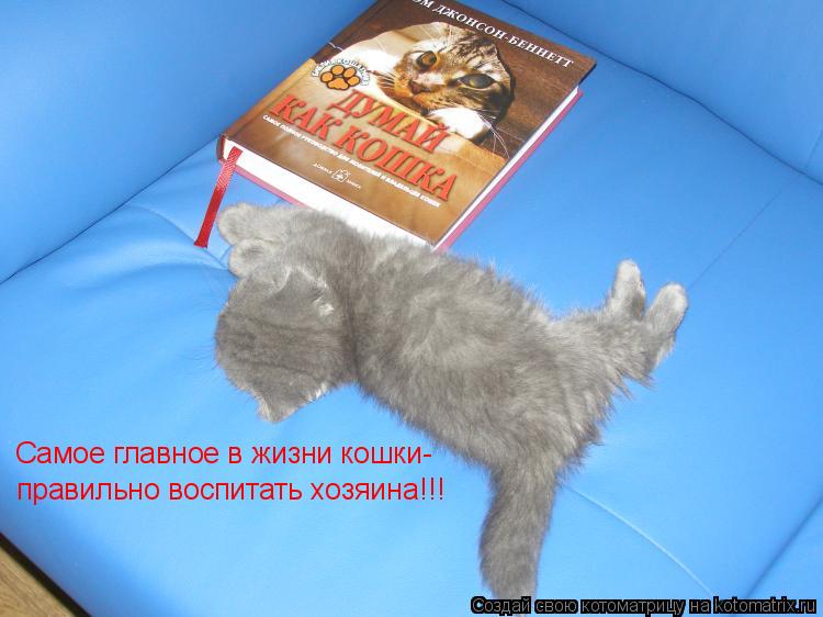 Котоматрица: Самое главное в жизни кошки- правильно воспитать хозяина!!!