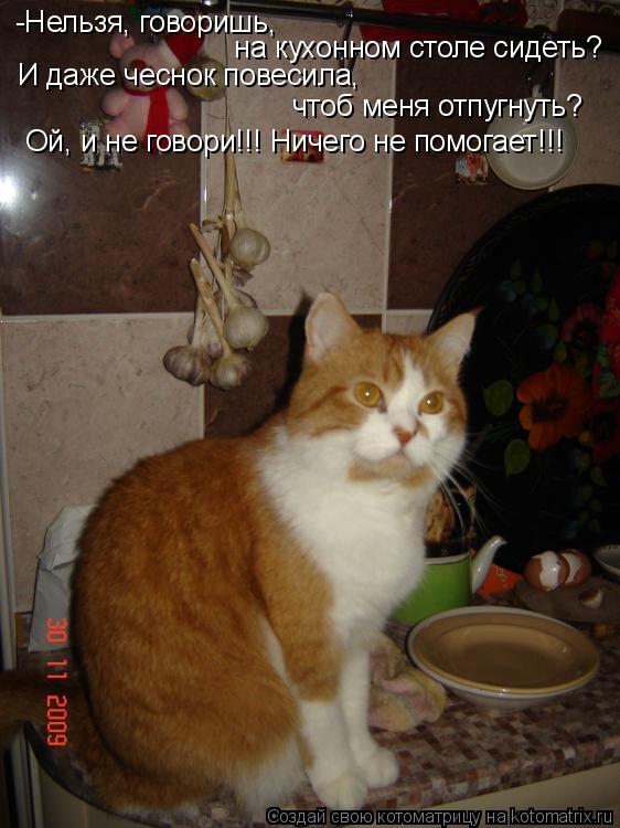 Котоматрица: -Нельзя, говоришь,   на кухонном столе сидеть?  И даже чеснок повесила,  чтоб меня отпугнуть? Ой, и не говори!!! Ничего не помогает!!!