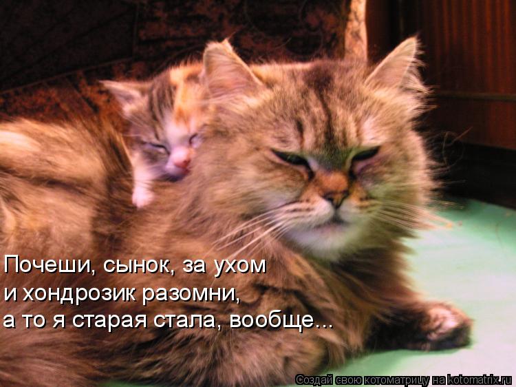 Котоматрица: Почеши, сынок, за ухом и хондрозик разомни, а то я старая стала, вообще...