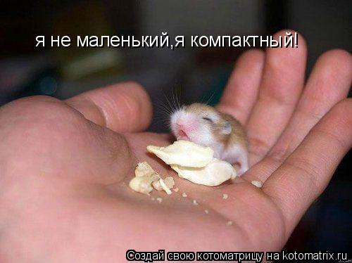 Котоматрица: я не маленький,я компактный!