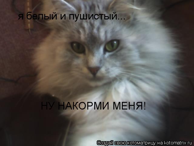 Котоматрица: я белый и пушистый... НУ НАКОРМИ МЕНЯ!