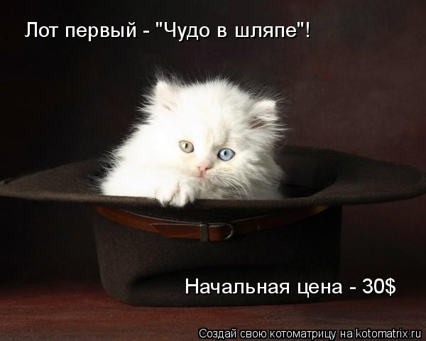 Котоматрица: Лот первый - "Чудо в шляпе"! Начальная цена - 30$