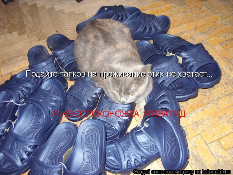 Я НЕ СОРОКОНОЖКА, Я ИВАЛИД Подайте тапков на проживание этих не хватает...... Котоматрица: Я НЕ СОРОКОНОЖКА, Я ИВАЛИД Подайте тапков на проживание этих не хватает...