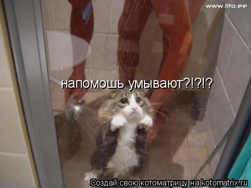 напомошь умывают?!?!?... Котоматрица: напомошь умывают?!?!?