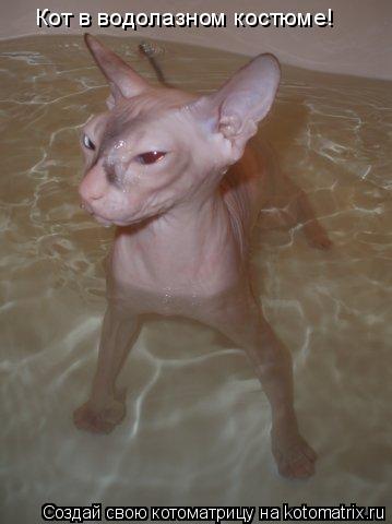Котоматрица: Кот в водолазном костюме!