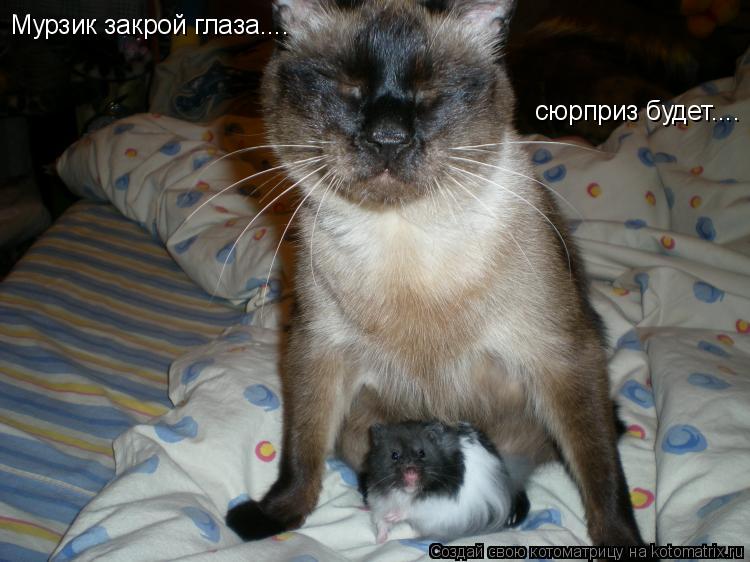 Котоматрица: Мурзик закрой глаза.... сюрприз будет....