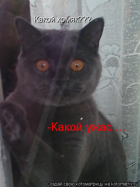 Котоматрица: Какой хомяк??? -Какой ужас....