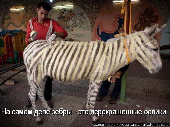 Котоматрица: На самом деле зебры - это перекрашенные ослики.