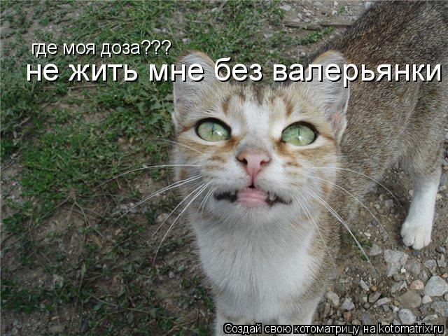 Котоматрица: где моя доза??? не жить мне без валерьянки