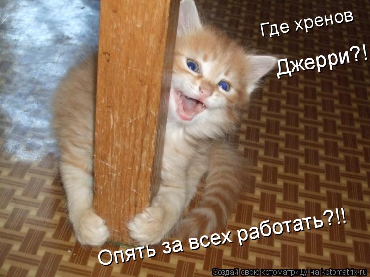 Котоматрица: Где хренов Джерри?! Опять за всех работать?!!