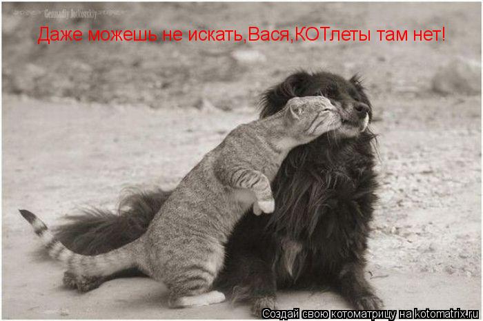 Даже можешь не искать,Вася,КОТлеты там нет!... Котоматрица: Даже можешь не искать,Вася,КОТлеты там нет!