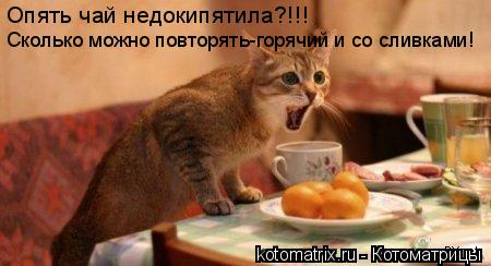 Опять чай недокипятила?!!! Сколько можно повторять-горячий и со сливками!... Котоматрица: Опять чай недокипятила?!!! Сколько можно повторять-горячий и со сливками!