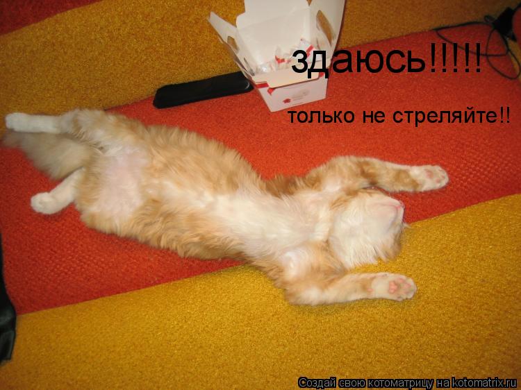 здаюсь!!!!! только не стреляйте!!... Котоматрица: здаюсь!!!!! только не стреляйте!!