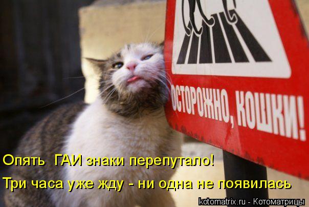 Опять ГАИ знаки перепутало! Три часа уже жду - ни одна не появилась... Котоматрица: Опять ГАИ знаки перепутало! Три часа уже жду - ни одна не появилась