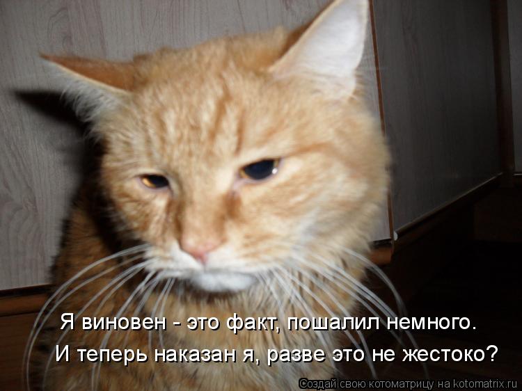 Я виновен - это факт, пошалил немного. И теперь наказан я, разве это не жестоко?... Котоматрица: Я виновен - это факт, пошалил немного. И теперь наказан я, разве это не жестоко?