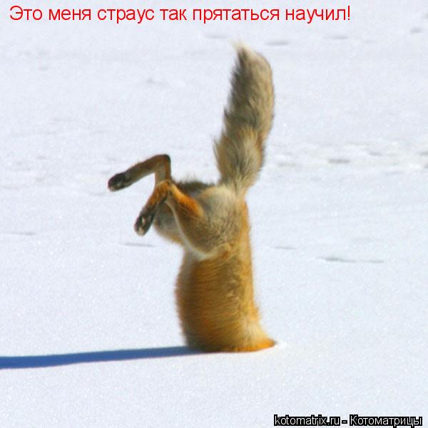Котоматрица: Это меня страус так прятаться научил!