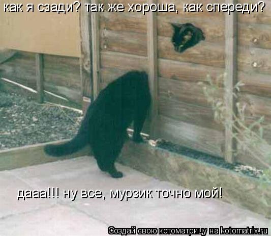Котоматрица: как я сзади? так же хороша, как спереди? дааа!!! ну все, мурзик точно мой!