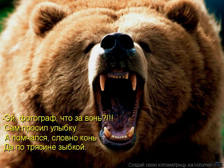 Котоматрица: -Эй, фотограф, что за вонь?!!! Сам просил улыбку. А помчался, словно конь Да по трясине зыбкой.