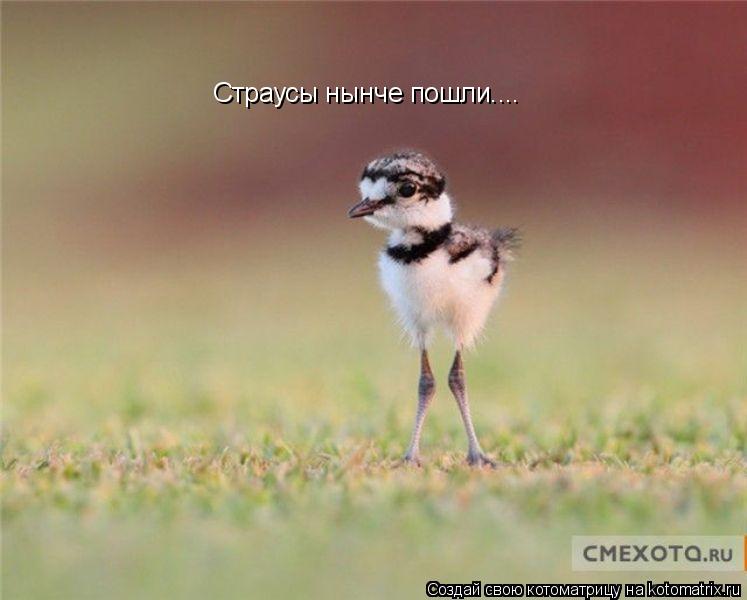 Котоматрица: Страусы нынче пошли....