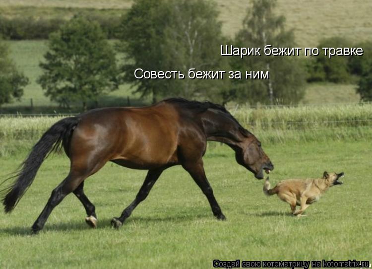 Котоматрица: Шарик бежит по травке Совесть бежит за ним