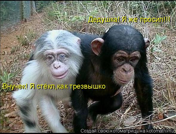 Котоматрица: Дедушка! Я же просил!!! Внучек! Я стёкл,как трезвышко