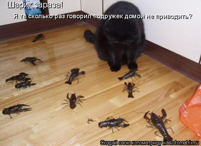 Шарик,зараза! Я те сколько раз говорил подружек домой не приводить?... Котоматрица: Шарик,зараза! Я те сколько раз говорил подружек домой не приводить?