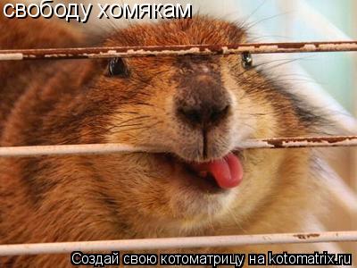 Котоматрица: свободу хомякам