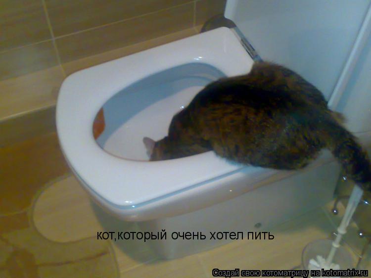 Котоматрица: кот,который очень хотел пить