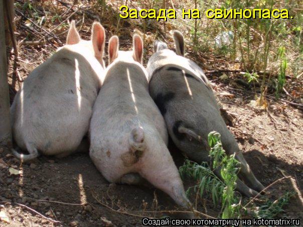 Котоматрица: Засада на свинопаса.